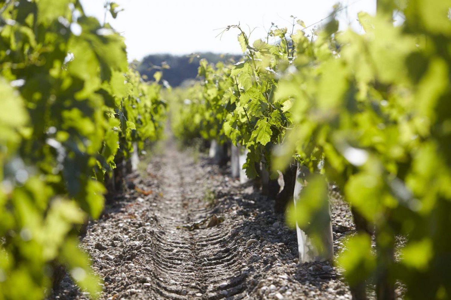 Rows of vines in a vineyard
